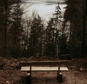 An empty wooden bench overlooking a quiet forest and lake.